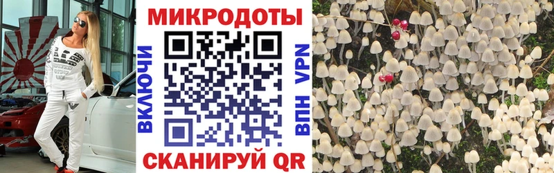 Галлюциногенные грибы Psilocybe  Георгиевск 